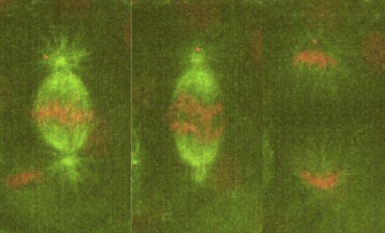 Self-organization of biological structures