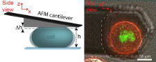 Mechanics of Active Biomaterials